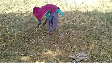 Desi Indian Boyfriend Ngewein Ceweknya Yang Lagi Kerja Di Sawah, Enak Banget